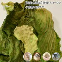 小動物のおやつ 国産 無添加 乾燥キャベツ 40g キャベツ 乾燥野菜 ドライベジタブル 小動物 うさぎ ハムスター デグー メール便送料無料【DBP】