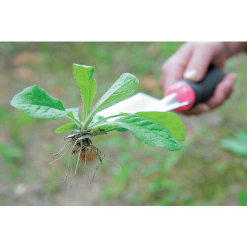 グリーンクロス 【別途送料】 【個人宅不可】 植替え職人 頑丈根切りスコップ 6300044481 [1560-8506131]