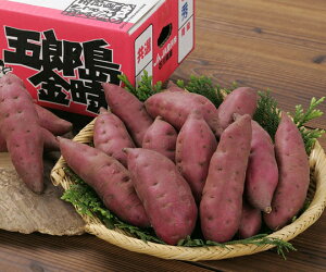 【堀他】五郎島金時5kg ギフト 北陸 石川 金沢銘店 加賀野菜 さつま芋