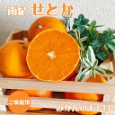 せとか ご家庭用 みかん 送料無料 南紀のせとか 傷少なめ M-3Lサイズ サイズ不揃い(4)