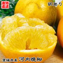 河内晩柑 宇和ゴールド 美粧柑 夏文旦 愛南ゴールド 訳あり 産地直送 愛媛県産 河内晩柑 L-3Lサイズ MIX または サイズ別 サイズおまかせ送料無料