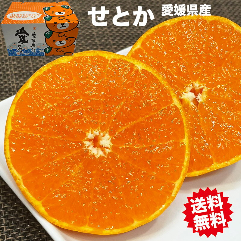 せとか みかん みきゃん箱 秀品 2.5kg 送料無料 柑橘の大トロ 愛媛県 せとか 秀品 贈答用 2月中旬頃から