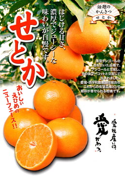 予約販売 訳あり 愛媛県 せとか Mサイズ 2.5kg ご家庭用 お試し 送料無料 2月中旬頃発送開始