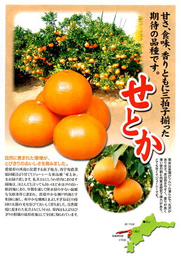 予約販売 訳あり 愛媛県 せとか Mサイズ 2.5kg ご家庭用 お試し 送料無料 2月中旬頃発送開始
