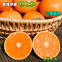 せとか 訳あり みかん 5kg 送料無料 訳あり 柑橘の大トロ 愛媛県 せとか Lサイズ 5kg ご家庭用 お試し 送料無料 3月上旬頃から