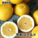 河内晩柑 宇和ゴールド 夏文旦 みかん 5Kg 訳あり 愛媛県産 宇和 ゴールド Mサイズ 5kg 送料無料 お試し ご家庭用 3月中旬頃から