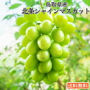 ぶどう 送料無料 シャインマスカット マスカット 鳥取県産 北条 シャインマスカット 化粧箱入 ギフト プレゼント 敬老の日 JAの正規品