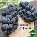 ぶどう ピオーネ 嬉しい 2房入 福岡県産 ピオーネ の セット 300g × 2房入 ギフト ぶどう ピオーネ クール便 送料無料