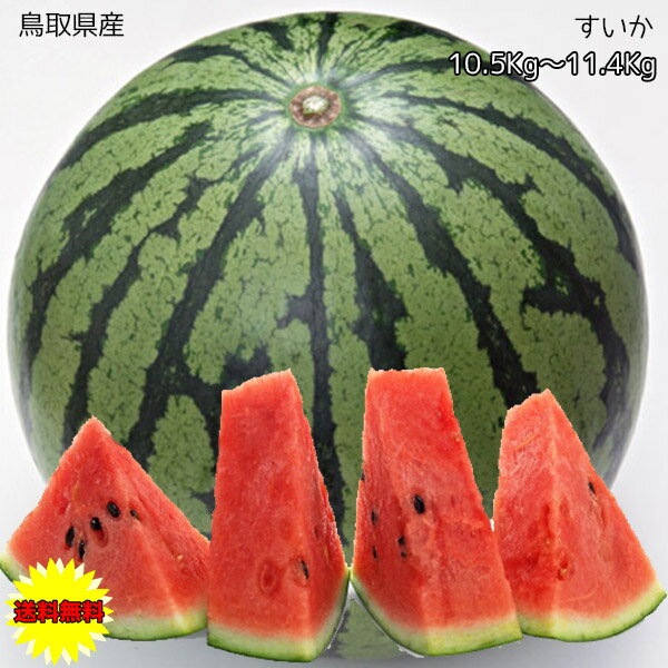 すいか スイカ 訳あり 鳥取県産 西瓜 10.5kg～11.4Kg ご家庭用 送料無料 鳥取県 西瓜 すいか 大玉 西瓜 ギフト お中元のサムネイル