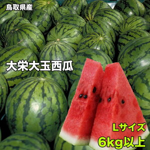 すいか スイカ 訳あり 鳥取県産 大栄西瓜 Lサイズ 6kg以上 ご家庭用 送料無料 鳥取県 西瓜 大栄 すいか 大玉 西瓜 ギフト お中元 6月下旬以降