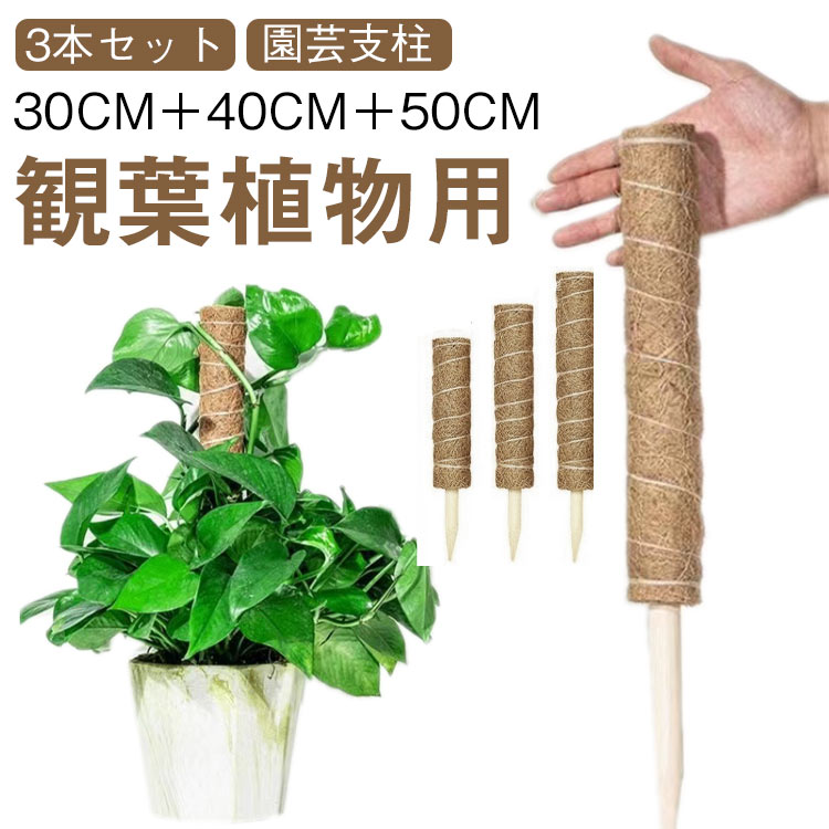 Rakuten - 花ささえ 支柱 ポトス モンステラ ココスティック 3本セット ココナッツ支柱 植物 支柱 倒れ防止 植物サポート 園芸支柱 つる性植物 ガーデニング用 トマト 観葉植物 支柱 園芸用 園芸支柱パーツ ココナッツ モンステラ支柱 植物成長