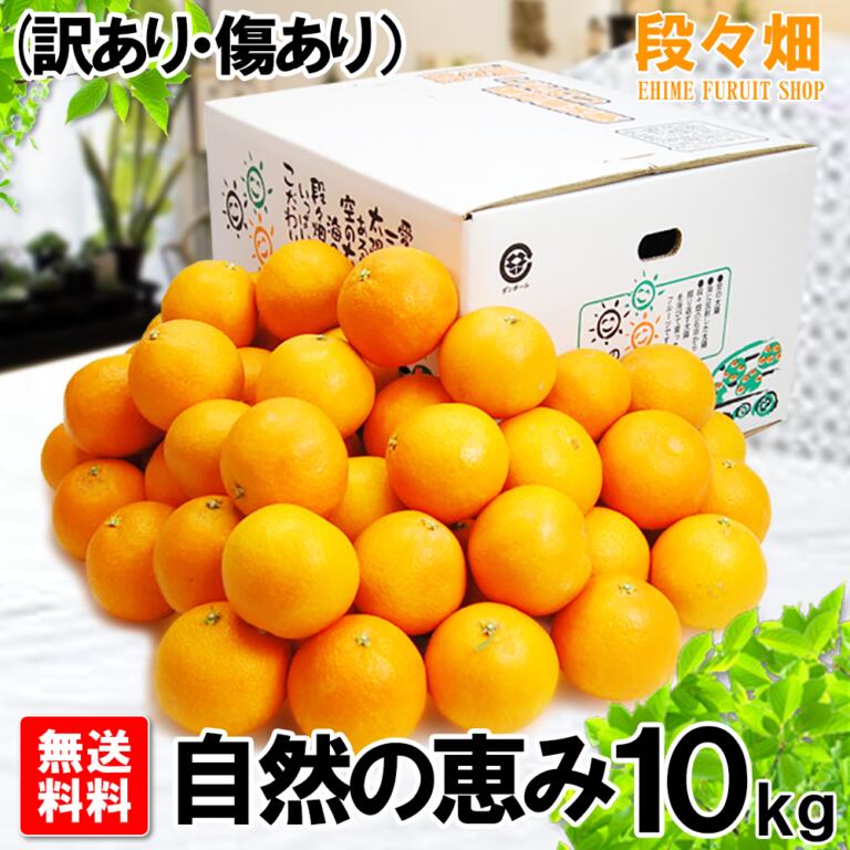 【送料無料】愛媛県産 媛まどんな 自然の恵み 10kg (訳あり/傷あり/不揃い)/ミカン/蜜柑/オレンジ/柑橘/果物/フルーツ/お取り寄せ/グルメ/産地応援