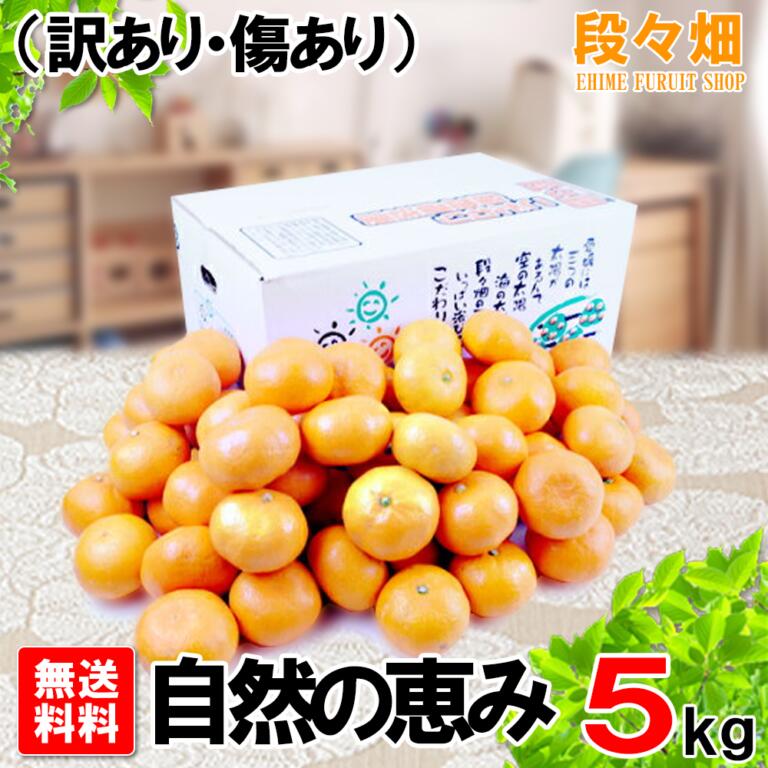【送料無料】愛媛県産 愛媛みかん 自然の恵み 5kg (訳あり/傷あり/不揃い)/みかん/蜜柑/オレンジ/柑橘/果物/フルーツ/お取り寄せ/グルメ/産地応援