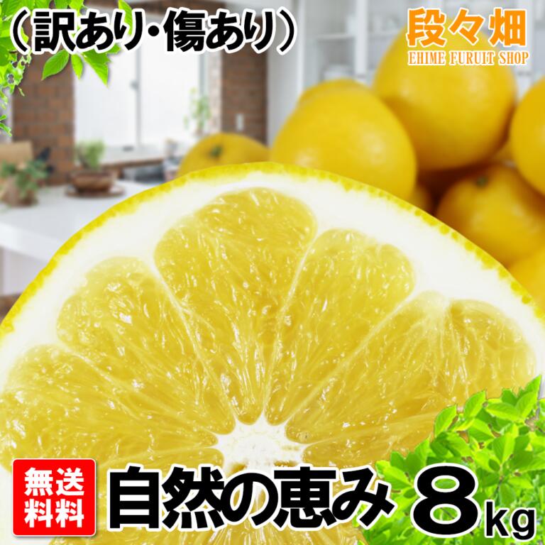 高品質 愛媛県産 ジューシーオレンジ 自然の恵み 8kg 訳あり 傷あり 不揃い 河内晩柑と同一品種 和製グレープフルーツ みかん 蜜柑 オレンジ 柑橘 果物 フルーツ ギフト お中元 お取り寄せ グルメ 産地応援 Belas Art Br 高品質 愛媛県産 ジューシーオレンジ 自然の恵み 8kg 訳あり 傷あり 不揃い 河内晩柑と同一品種 和製グレープフルーツ みかん 蜜柑 オレンジ 柑橘 果物 フルーツ ギフト お中元 お取り寄せ グルメ 産地応援 Belas Art Br