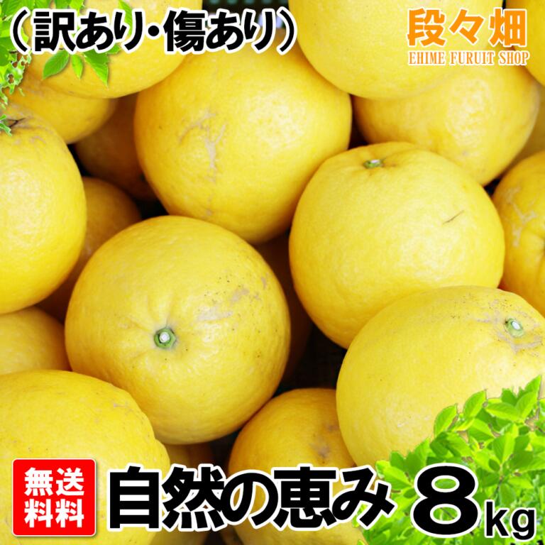 高品質 愛媛県産 ジューシーオレンジ 自然の恵み 8kg 訳あり 傷あり 不揃い 河内晩柑と同一品種 和製グレープフルーツ みかん 蜜柑 オレンジ 柑橘 果物 フルーツ ギフト お中元 お取り寄せ グルメ 産地応援 Belas Art Br 高品質 愛媛県産 ジューシーオレンジ 自然の恵み 8kg 訳あり 傷あり 不揃い 河内晩柑と同一品種 和製グレープフルーツ みかん 蜜柑 オレンジ 柑橘 果物 フルーツ ギフト お中元 お取り寄せ グルメ 産地応援 Belas Art Br