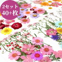 【合計40枚以上】押し花 DIY 乾燥シート ドライフラワー 手芸 キット ブリザードフラワー バーミックス セット ドライ葉 乾燥花 化粧 カード造り DIY...