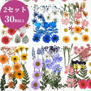 押し花バースデーカード 【合計30枚以上】押し花 DIY 乾燥シート ドライフラワー 手芸 キット ブリザードフラワー バーミックス セット ドライ葉 乾燥花 化粧 カード造り DIY用 ブリザードフラワー ブルーミックス 天然 母の日 クリスマス プレゼント ギフト 誕生日 記念日 敬老の日 出産祝い 結婚式