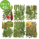 【42枚入り】押し花 DIY ドライフラワー 手芸 キット 乾燥シート ブリザードフラワー バーミックス セット ドライ葉 乾燥花 化粧 カード造り DIY用 ...