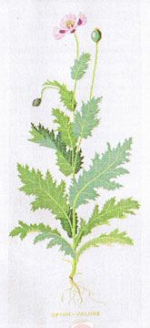 フレメ クロスステッチ 刺繍キット 【POPPY 】 野の花　ハーブと薬草　デンマーク 輸入ししゅうキット