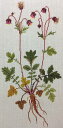 フレメ クロスステッチ 刺繍キット 【AVENS 】 野の花 ハーブと薬草 デンマーク 輸入ししゅうキット 中級者から上級者向き(3)