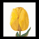 eA@O[xk[@NXXeb`hJLbg yYellow hybrid tulipzҁ[㋉Ҍ 񂹃Lbgi[30-90xj