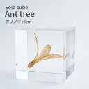 ソラキューブ アリノキ 流れをつかむ Sola cube 4cm 宙キューブ オブジェ 植物 標本 レジン おしゃれ かわいい 北欧 ナチュラル シンプル インテリア 小物 クリア プレゼント ギフト ウサギノネドコ