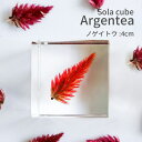 ソラキューブ ノゲイトウ 野鶏頭 Sola cube 4cm 宙キューブ オブジェ 植物 標本 レジン おしゃれ かわいい 北欧 ナチュラル シンプル インテリア 小物 クリア プレゼント ギフト ウサギノネドコ