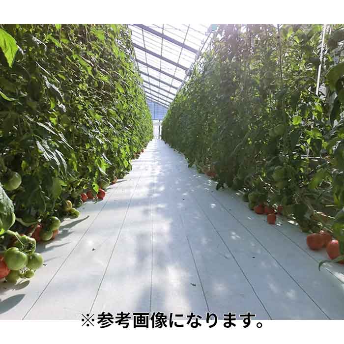 【法人のみ】小泉製麻(/I) 防草シート ルンルンシート白ピカ 白