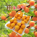 長野県 ”生あんず” 約2kg 大きさおまかせ アプリコット 約500g×4pc(約2kg)【北海道・沖縄・離島以外送料無料】 産地厳選 大薬王樹 フルーツ ギ...