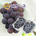 産地厳選 ”ピオーネ” 2pc ぶどう 【北海道・沖縄・離島以外送料無料】 フルーツ ギフト 贈り物 スイーツ プレゼント お菓子 内祝い 誕生日 お祝い 御礼...