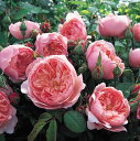 WEAEBbNE[Yc - The Alnwick&#174; Rose Potted (Ausgrab)