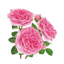 「ガートルード・ジェキル」 限定版画 - 'Gertrude Jekyll' Limited Edition Print