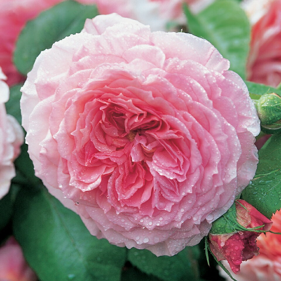 ジェームズ・ギャルウェイ 裸苗 - James Galway (Auscrystal)