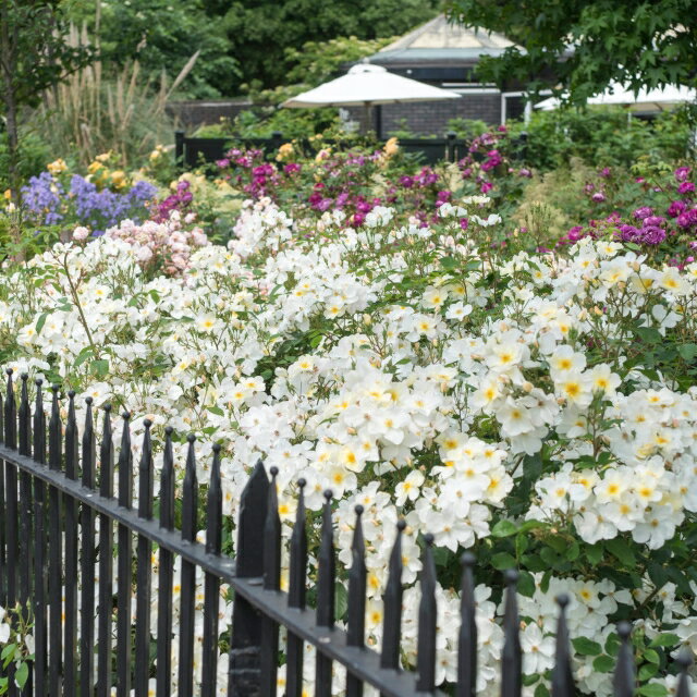 キュー・ガーデン鉢苗 - Kew Gardens Potted(Ausfence) 3