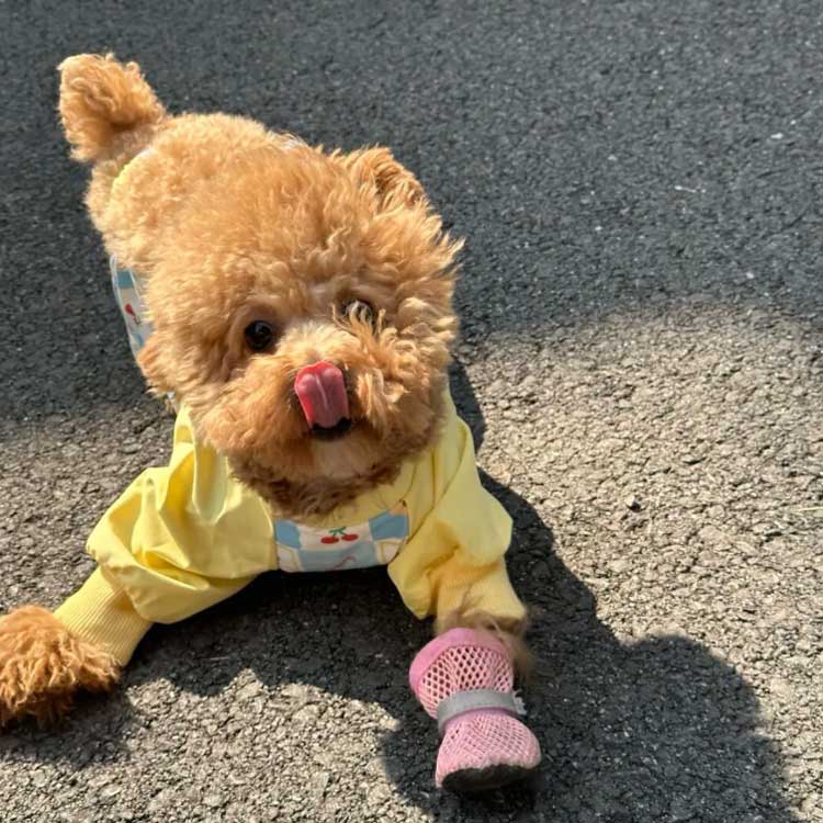 ドッグウェア 犬用レッグカバー 犬 防水 散歩 お出かけ 脱げない ペット用品 レイ...