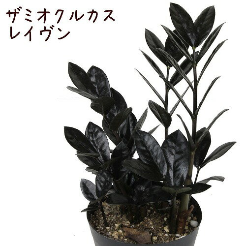 ザミオクルカス レイヴン 4号 珍しい観葉植物のサムネイル