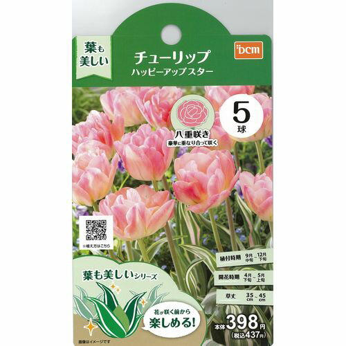 葉も美しいチューリップ ハッピーアップスター 5球 DCMのサムネイル