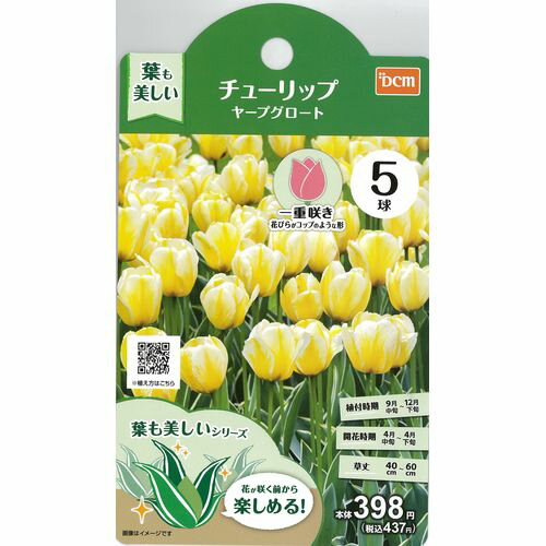 DCMブランド DCM葉も美しいチューリップ ヤープグロート　5球|ガーデニング園芸用品 花・野菜・観葉植物 球根 秋球根のサムネイル