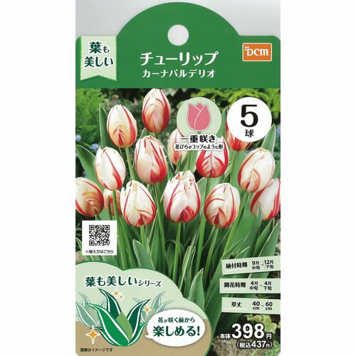 DCMブランド DCM葉も美しいチューリップ カーナバルデリオ　5球|ガーデニング園芸用品 花・野菜・観葉植物 球根 秋球根のサムネイル