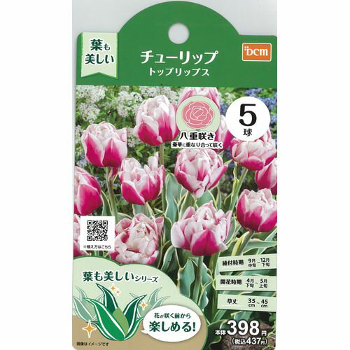 DCMブランド DCM葉も美しいチューリップ トップリップス　5球|ガーデニング園芸用品 花・野菜・観葉植物 球根 秋球根のサムネイル