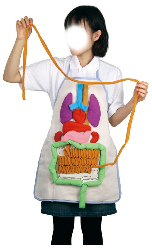 内臓の大きさ説明エプロン 8734 アーテック