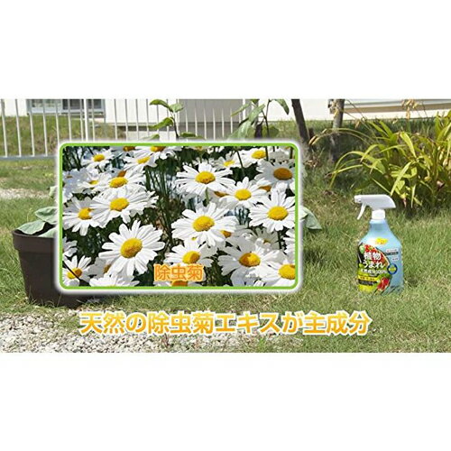 �ѥ��٥˥�V���ץ졼 1000ml ��ͧ���ر�� ������� �����ǥ˥� �����ǥ˥����� ���Ȼ�� ���� �������� �����
