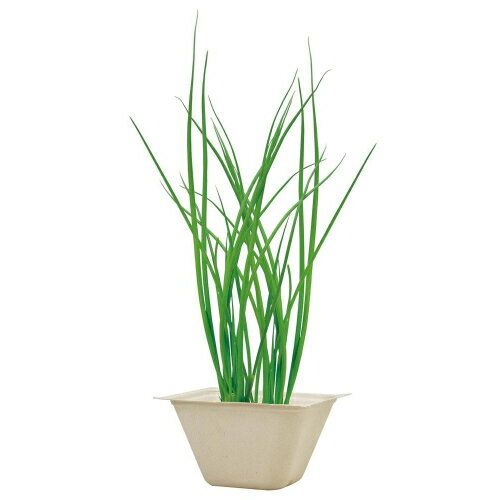 �Х������꡼�� �ͥ� 93234 ����ƫ��