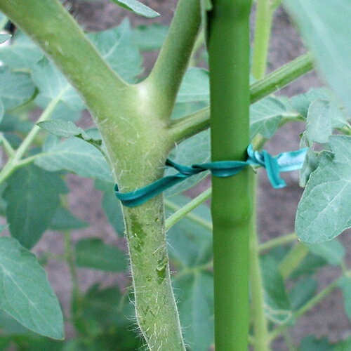 �ӥˡ��륿�� ��200���� Ĺ��:10cm DCM