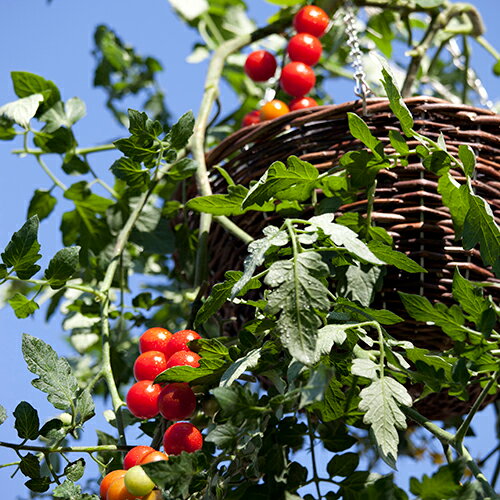 �饿��ϥ󥮥󥰥Х����å�S GSTR-FG12 �������硼