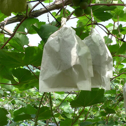 �̼��ޤ֤ɤ� K-14 50�ޥ����� �쿧��Ź