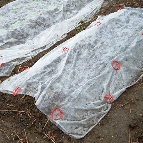 ������ѥ����Ȳ������ݷ� 10���� �� Ĺ��20cm ������