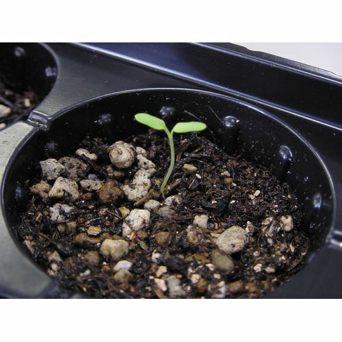 ���ä�����ޤ��ܥå��� ��ޤ��������� ����Ʃ�� 445mm��230mm 9���2 ������