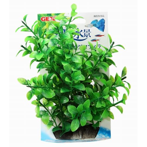 癒し水景 たっぷりハイグロフィラ 癒し水景
