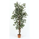 観葉植物 フィカス 690 B 52663 不二貿易